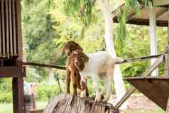 山羊农场泰国