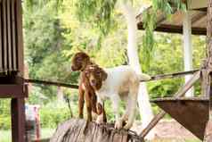 山羊农场泰国
