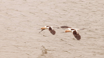 美国Avocet水鸟Recurvirostra美国飞