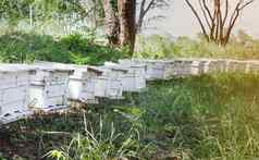 蜂巢盒子蜜蜂农场木盒子蜜蜂巢蜜蜂农场