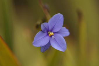 小蓝色的紫色的野生花花朵
