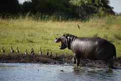 野生非洲博茨瓦纳萨凡纳非洲河马动物哺乳动物