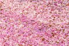 纹理塔贝布亚罗塞亚地面粉红色的花