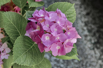 多个粉红色的绣球花植物绣球花花叶子花园