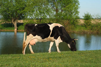 成人牛放牧绿色夏天新鲜的草地吃草