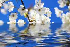 樱桃花朵反射水