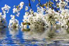 樱桃花朵反射水