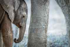 年轻的大象小腿腿成人大象