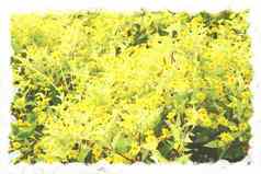 明信片艺术概念黄色的花水油漆背景