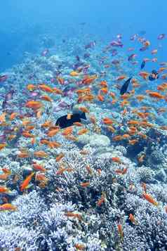 色彩斑斓的珊瑚礁Shoal鱼scalefinanthias热带海