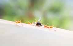 坏运气飞飞房子牺牲蚂蚁团队更宽松的飞行屋