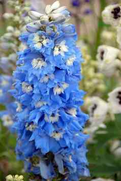 蓝色的茎花