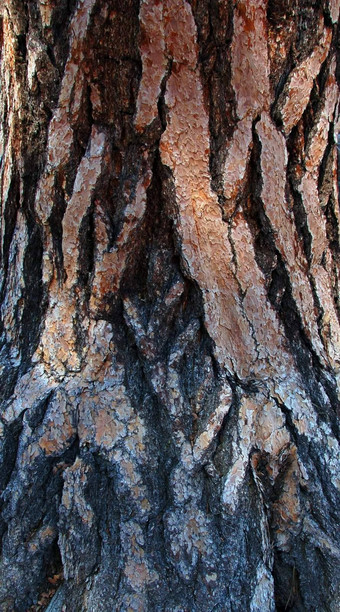 树树皮纹理背景