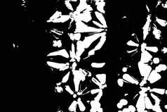 摘要植物区系蝴蝶白色颜色形状平原黑色的