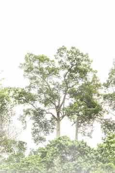 大树软雾白色天空绿色植物自然视图