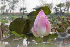 美丽的粉红色的巴德莲花花自然池塘