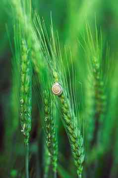 蜗牛坐着小麦小穗