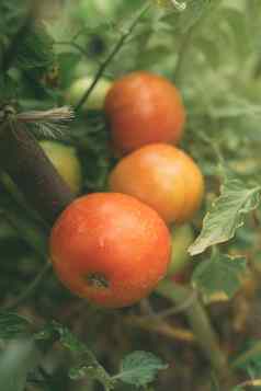 国产有机番茄日益增长的蔬菜花园