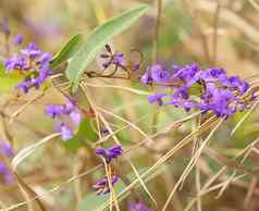 撒尔沙植物花澳大利亚本地的他来了hardenbergia紫罗兰
