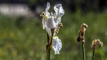 白色虹膜花