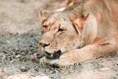 动物非洲母狮