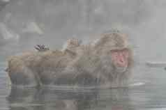 日本雪猴子短尾猿热春天温泉地狱丹公园