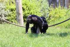 黑猩猩梳子猴子