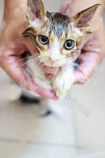 可爱的波斯小猫洗澡