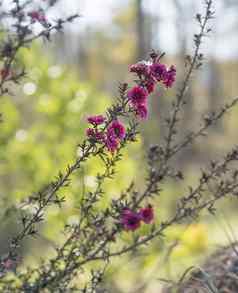钩端精子scoparium勃艮第澳大利亚本地的花