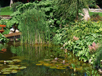 美丽的经典设计花园鱼池塘水莉莉