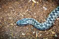蓝色的危险的蛇移动地面