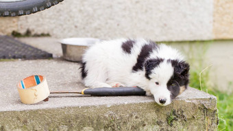 小边境牧羊犬小狗农场休息