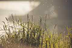 绿色草河池塘水飞行昆虫背景早期早....