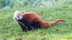 红色的熊猫火狐较小的熊猫