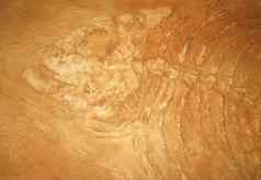 巨大的鱼化石特写镜头