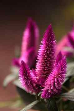 紫色的粉红色的花Celosia