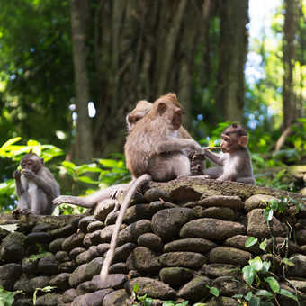 长跟踪短尾猿猴子森林