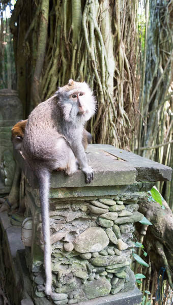 长跟踪短尾猿<strong>猴子森林</strong>