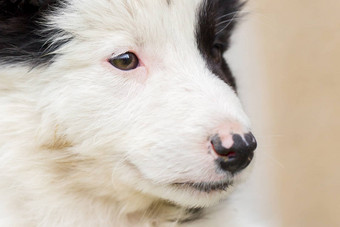 小边境牧羊犬小狗农场