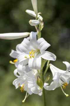 花白色百合属植物candidum盛开的花园