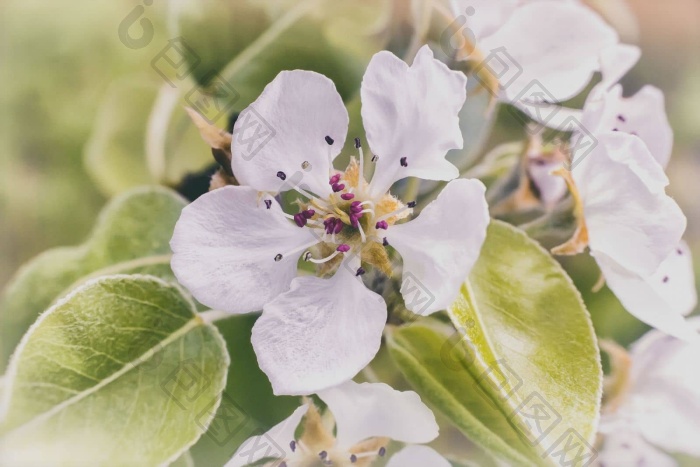 分支开花梨背景绿色花园图片-包图网企业站