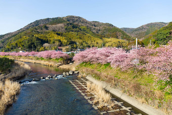 樱花树河津城市