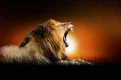 狮子背景日落