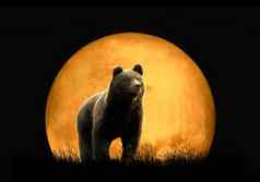 熊背景红色的月亮