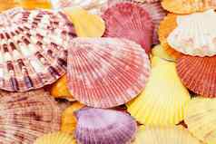 背景色彩斑斓的海贝壳软体动物关闭