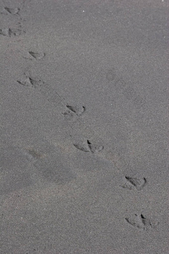 鸟的足迹沙子