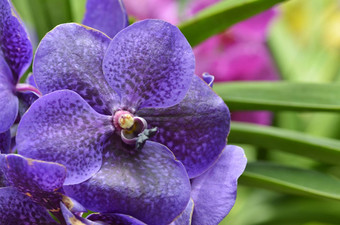 美丽的紫色的兰花蝴蝶 兰