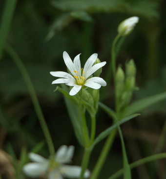 更大的stitchwort