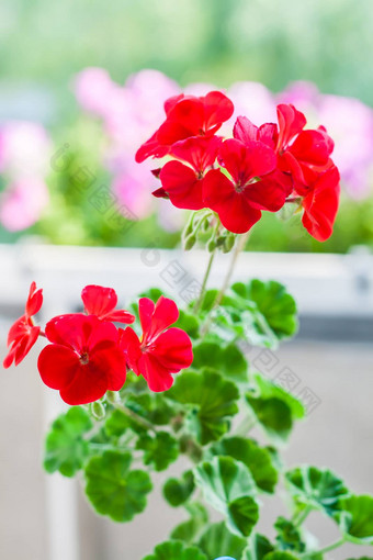 花红色的天竺葵花盆
