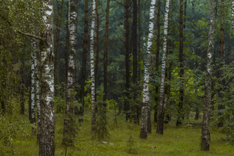 桦木森林俄罗斯